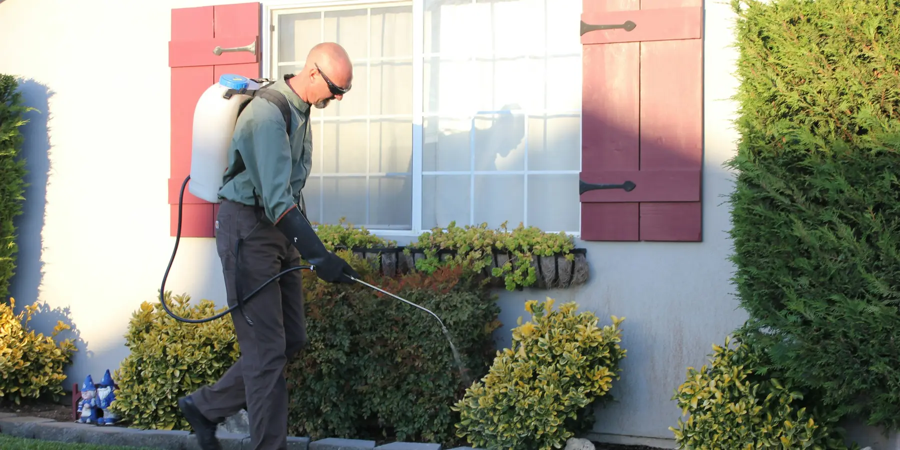 A pest technician treating the foundation and shrub line of a house